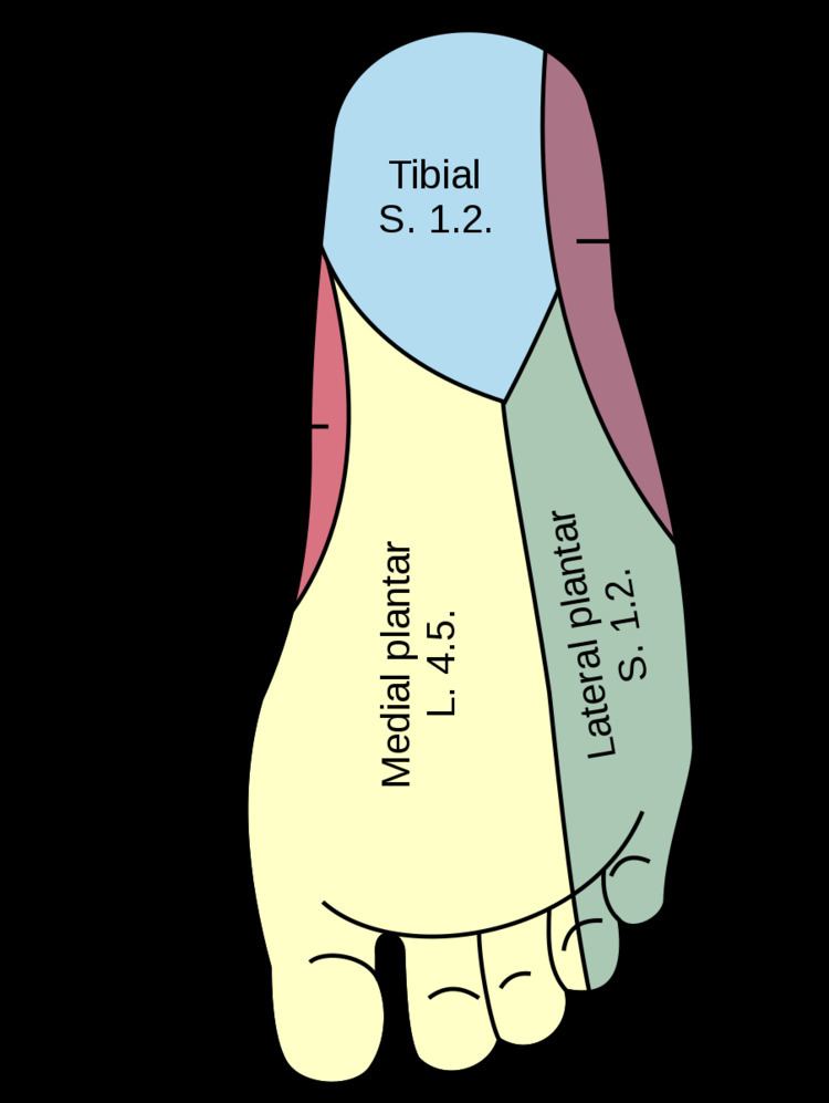 Medial calcaneal branches of the tibial nerve