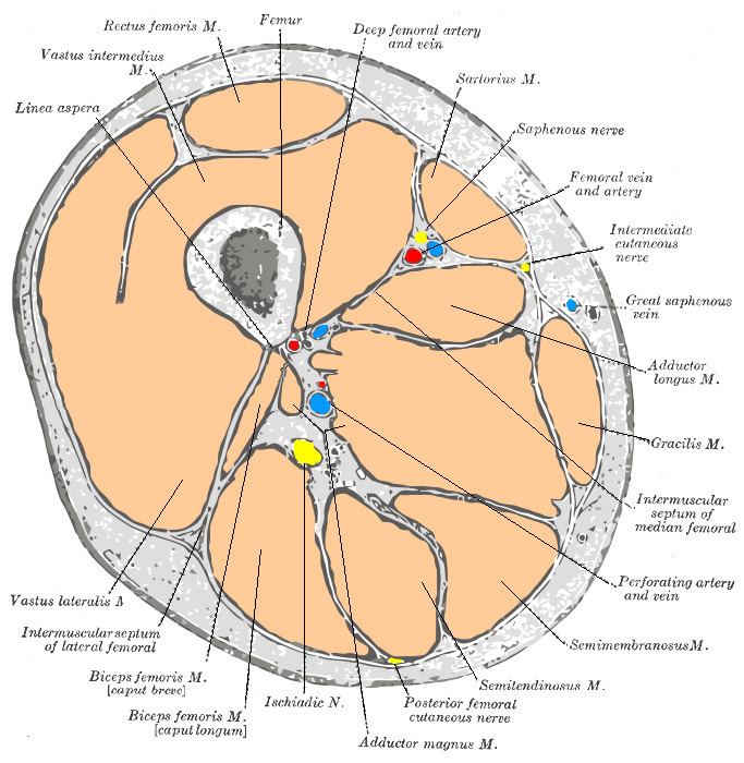 Medial compartment of thigh