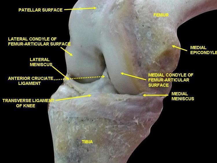 Medial epicondyle of the femur