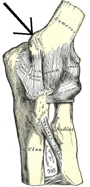 Medial epicondyle of the humerus