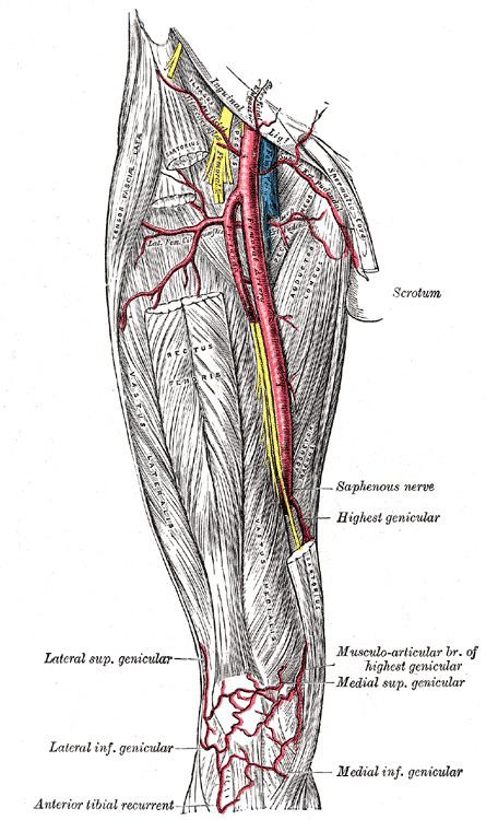 Medial inferior genicular artery