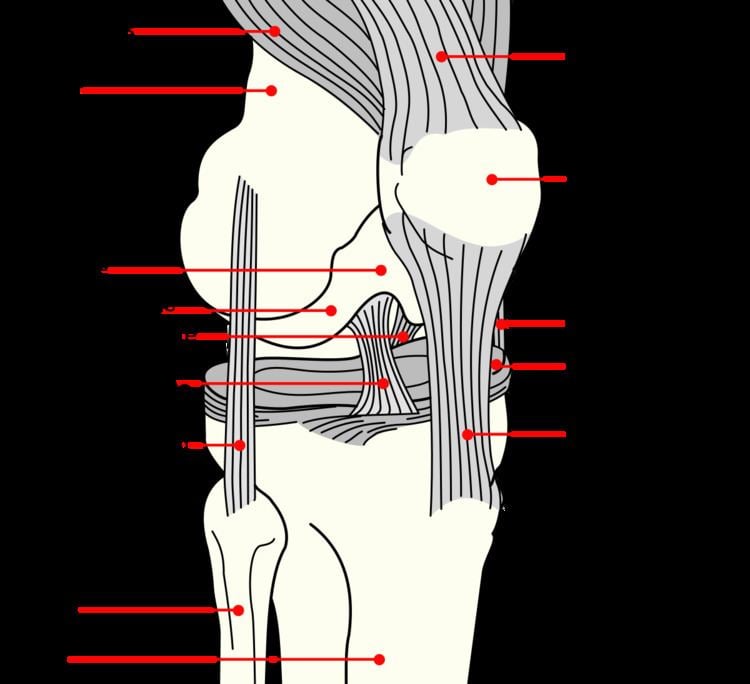 Medial knee injuries
