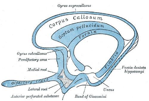 Medial olfactory stria