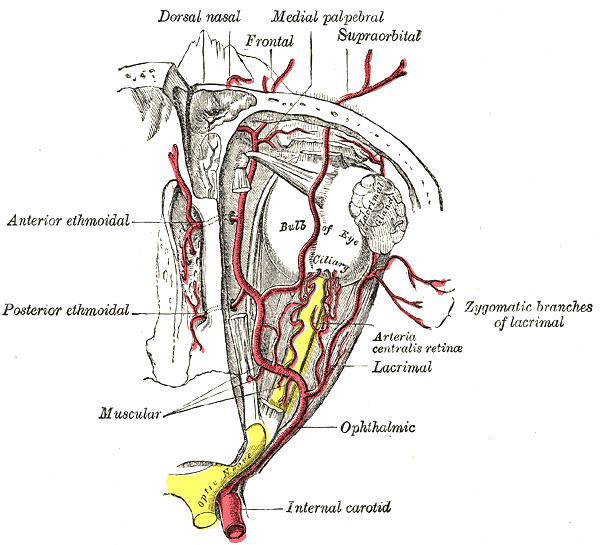 Medial palpebral arteries