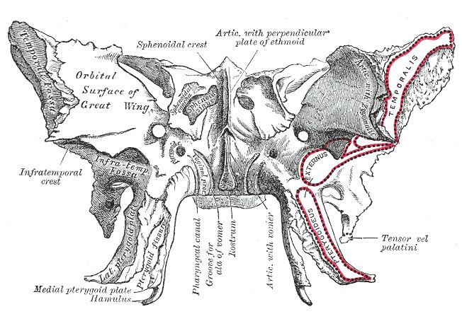 Medial pterygoid plate