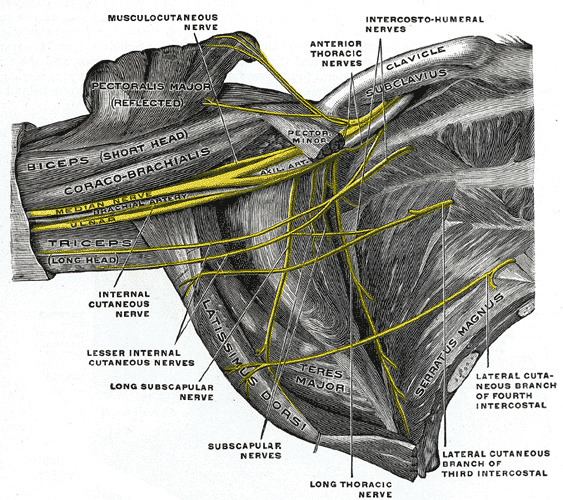 Medial root of median nerve