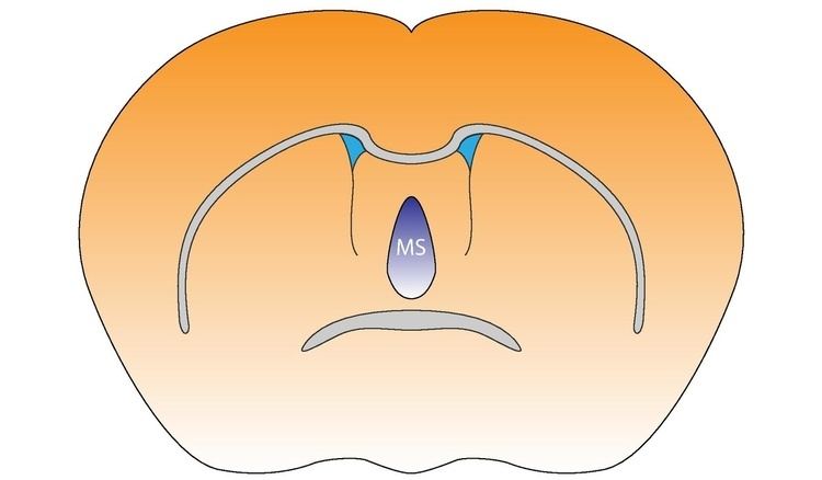 Medial septal nucleus