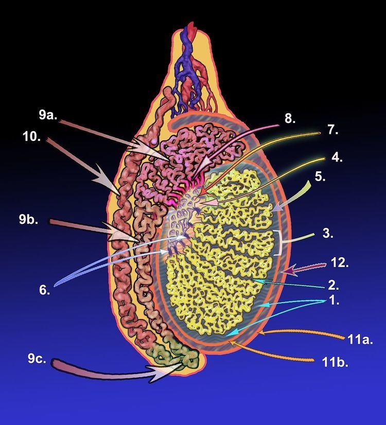 mediastinum-testis-alchetron-the-free-social-encyclopedia