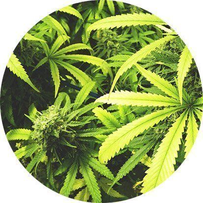 Medical cannabis Medical Marijuana Inc Legal Cannabis Leader Hemp CBD Oil