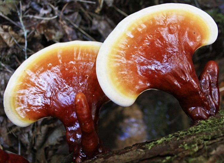 Medicinal fungi Health Benefits of Medicinal Mushrooms
