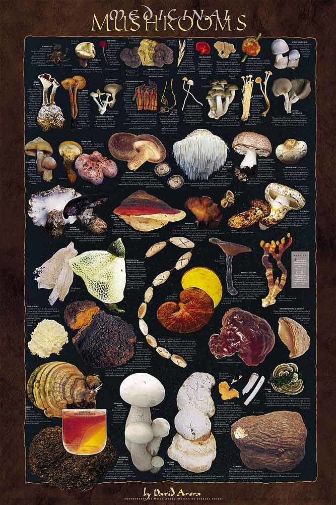 Medicinal fungi Medicinal Mushrooms Readings amp References
