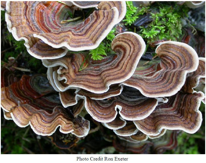 Medicinal fungi Medicinal Mushrooms The Permaculture Research Institute