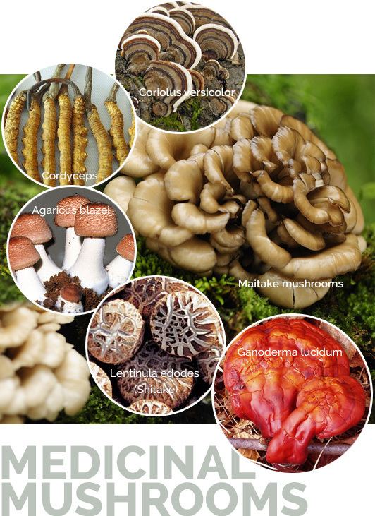 Medicinal fungi Immune Strengthening using Medicinal Mushrooms