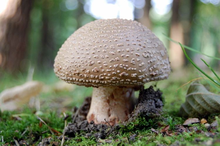 Medicinal fungi Medicinal Mushrooms Fungi That Fight Cancer Cells MarnieClarkcom
