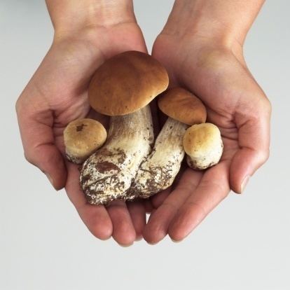 Medicinal fungi HELP YOURSELF TO HEALTH Health Benefits of Medicinal Mushrooms and