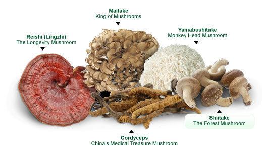 Medicinal fungi Buy Medicinal Mushroom Extract Sample Pack Lions Mane Red Reishi