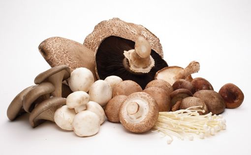Medicinal fungi Mushrooms Canada Blog Guest Post Medicinal Mushrooms by Jennifer