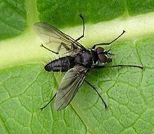 Medina (fly) httpsuploadwikimediaorgwikipediacommonsthu