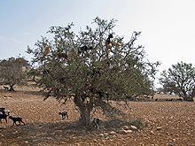 Mediterranean Acacia-Argania dry woodlands httpsuploadwikimediaorgwikipediacommonsthu