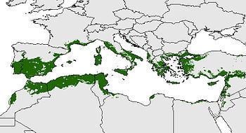 Mediterranean Basin Mediterranean Basin Wikipedia