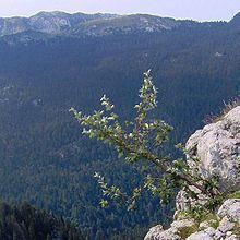 Mediterranean conifer and mixed forests httpsuploadwikimediaorgwikipediacommonsthu