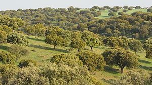 Mediterranean forests, woodlands, and scrub httpsuploadwikimediaorgwikipediacommonsthu