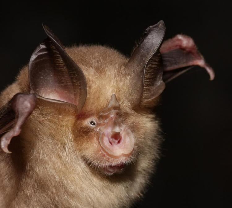 Mediterranean horseshoe bat Conservation aimed inventory of the Mediterranean horseshoe bat
