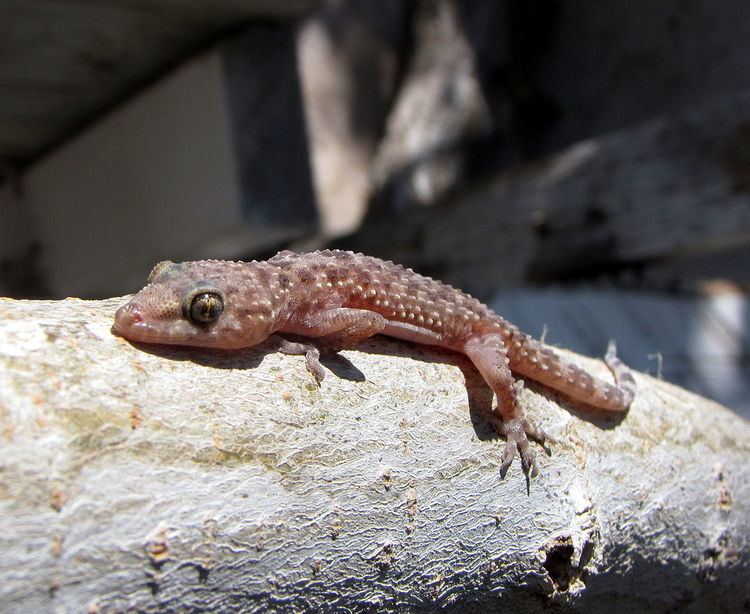 Mediterranean house gecko httpsuploadwikimediaorgwikipediacommonsthu