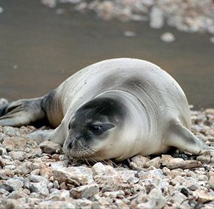Mediterranean monk seal Mediterranean Monk Seals Monachus monachus MarineBioorg