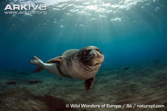 Mediterranean monk seal Mediterranean monk seal videos photos and facts Monachus monachus