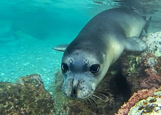 Mediterranean monk seal Mediterranean Monk Seal Marine Mammal Commission