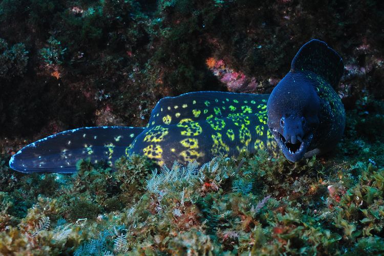 Mediterranean moray Mediterranean moray eel Justin Hart Flickr