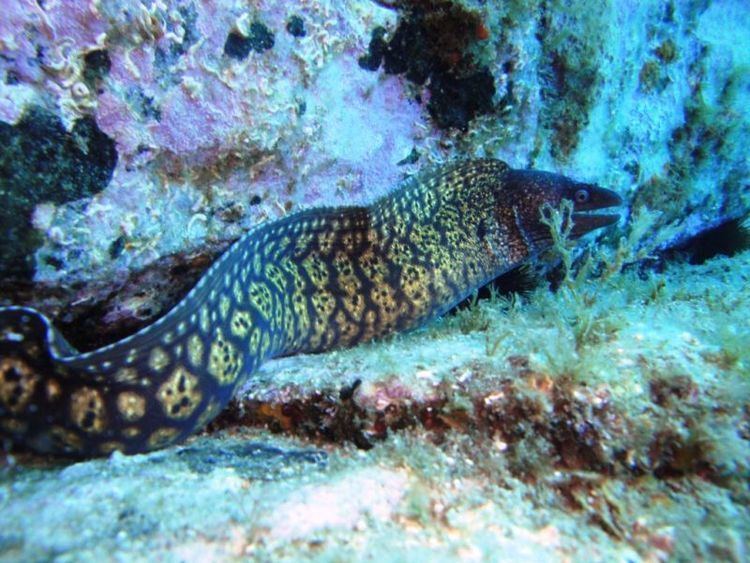 Mediterranean moray Biologia Chordatas Vertebratas Rayfinned Fishes