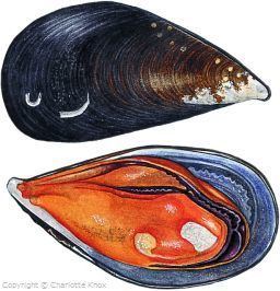 Mediterranean mussel Mediterranean Mussel farmed