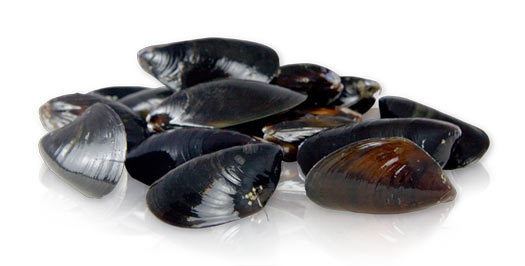 Mediterranean mussel FoodShed Exchange