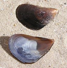 Mediterranean mussel httpsuploadwikimediaorgwikipediacommonsthu