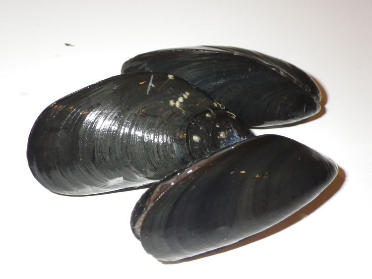 Mediterranean mussel Aquaculture Mussels NOAA Fisheries