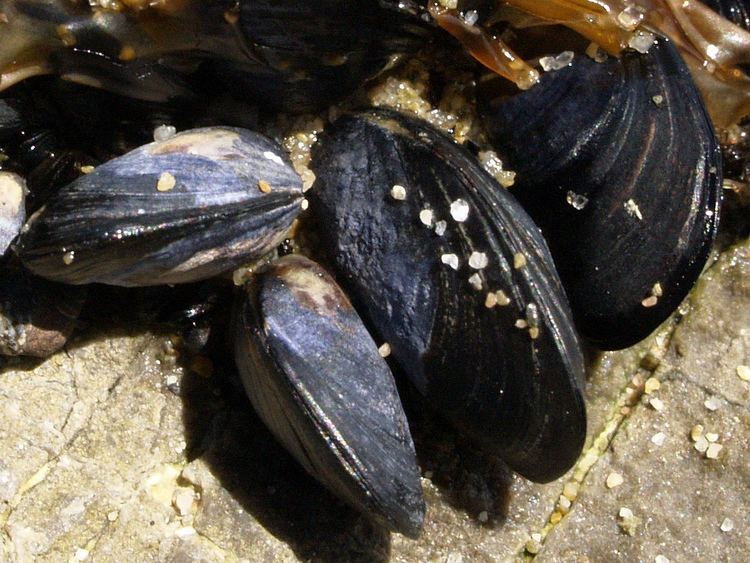 Mediterranean mussel Mediterranean Mussel Common Marine Invertebrates of Lake Merritt