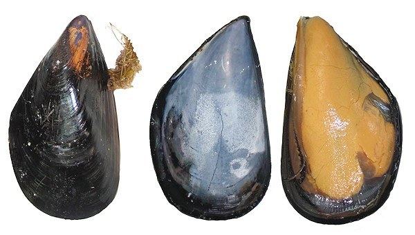 Mediterranean mussel aquaCase 30 Hatcheries Mussels Chalastra Introduction