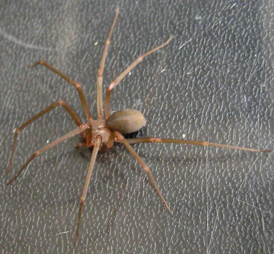 Mediterranean recluse spider bugguidenetimagescache20R0W020R0W0L080ORHQ9R