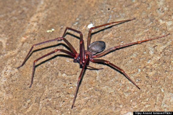 Mediterranean recluse spider Mediterranean Recluse Spider Bite 39Eats39 Hole In Dutch Woman39s Ear