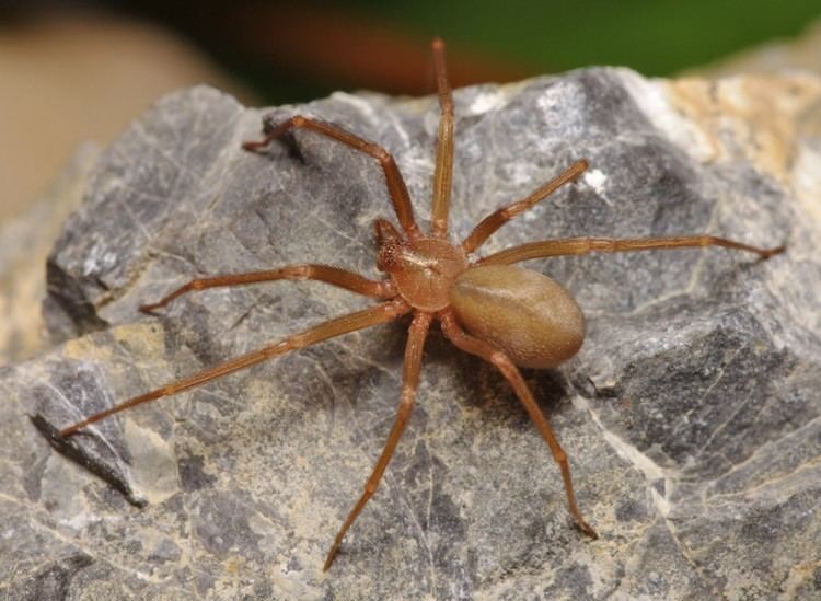 Mediterranean recluse spider Deadly Mediterranean Recluse Spider Discovered in Kanchanaburi