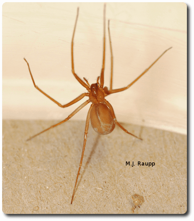 Mediterranean recluse spider Capitol spiders Mediterranean recluse ltigtLoxosceles rufescenslti