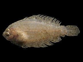 Mediterranean scaldfish - Alchetron, the free social encyclopedia