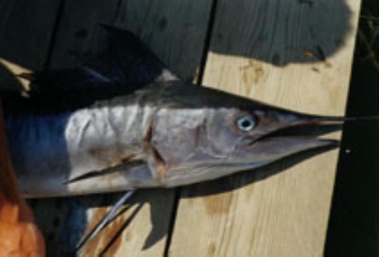 Mediterranean spearfish Mediterranean Spearfish Information and Picture Sea Animals