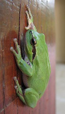 Mediterranean tree frog httpsuploadwikimediaorgwikipediacommonsthu
