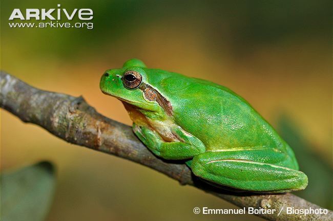 Mediterranean tree frog Mediterranean tree frog videos photos and facts Hyla meridionalis