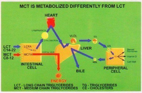 Medium-chain triglyceride Medium Chain Triglycerides The Formula One Of Fat Digestion