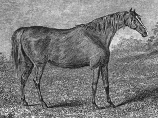 Medora (horse)