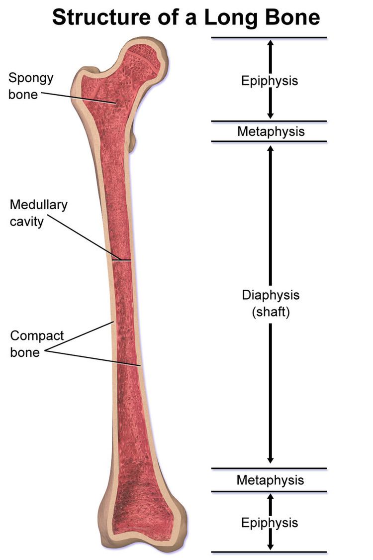 Medullary cavity